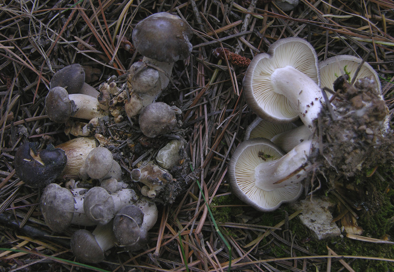 Lyophyllum da determinare.